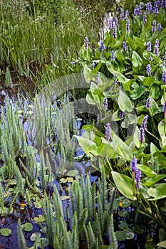 Small pond in the countryside