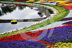 A small pond and flower