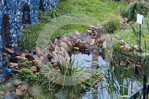 Small pond in the garden