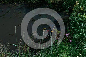 small pond with green and purple-pink water lilies, grass around. Calm and tranquility. Summer sun