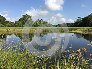 Small pond in the Guyanese savannah