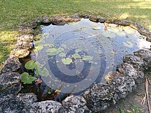 Small pond with lilypads growing in it