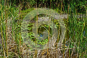 A Small Pond near our hotel