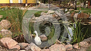 A small pond in a park, decorative pond, ornamental bridge over a pond, Water lilies in the water, on the background