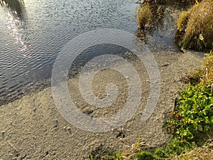 Small pond with reeds covered with ooze