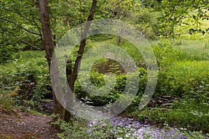 Small pond in the Silberbachtal nature reserve near Glashuetten-Schlossborn, Hesse, Germany