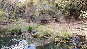 small pond surrounded by trees in forest