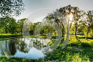 A small pond with trees and green grass