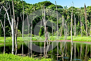 A small pond in a tropical forest with tree trunks reflected in the calm water.