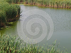 Small pond of water with bulrushes. photo