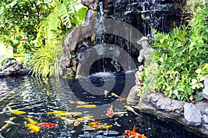 Small pond with a waterfall and koi carps fish