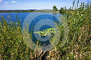 Small pond with waterlily, Topolna, Czech republic