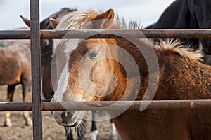 Small pony behind fence.