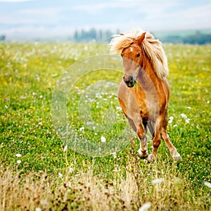 Small pony horse (Equus ferus caballus)