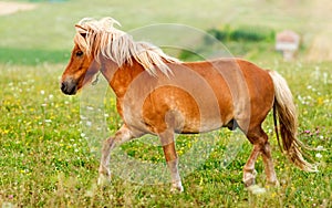 Small pony horse (Equus ferus caballus)