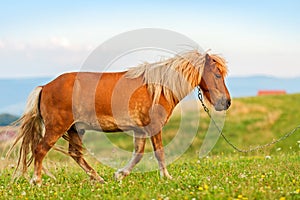 Small pony horse (Equus ferus caballus)