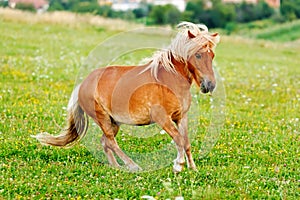 Small pony horse (Equus ferus caballus)