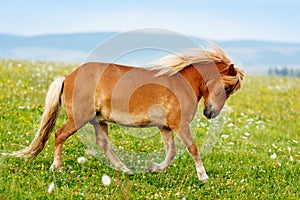 Small pony horse (Equus ferus caballus)