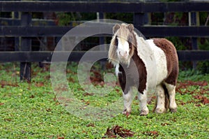 Small Pony horse