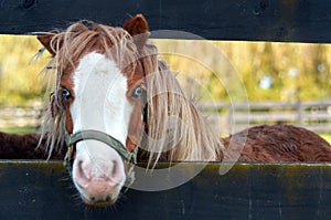 Small Pony horse portrait