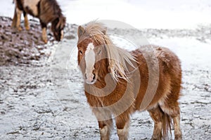 Small pony horse on snow in winter