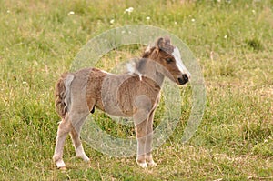 Small pony