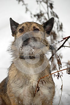 Small pooch dog half-breed terrier on a leash