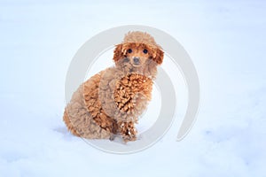 A small poodle dÐ¾gs a hole in the snow