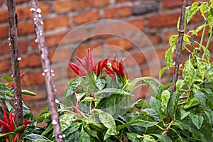 Bunch of small red chillies grown outdoors against an old brick wall