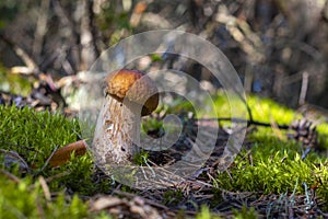 Small porcini mushroom grows