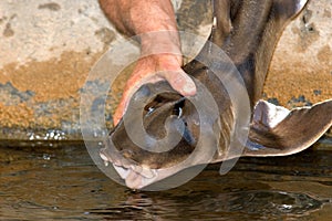 Small port jackson shark