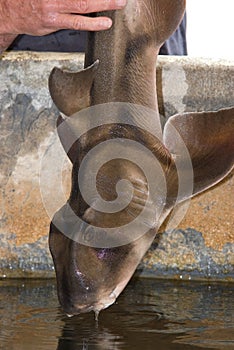 Small port jackson shark