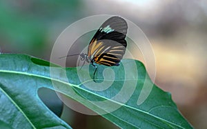 Small postman butterfly resting on a green leaf