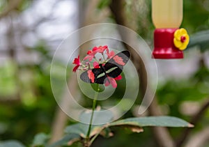 Small postman Heliconius erato butterfly