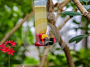 Small postman Heliconius erato butterfly feeding