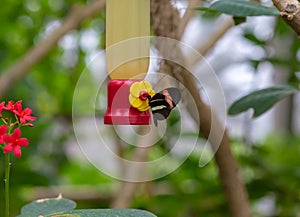 Small postman Heliconius erato butterfly feeding