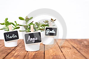 Small pot plants with name signs