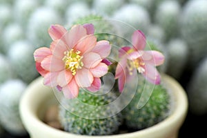 Small pot of Rebutia hoffmannii photo