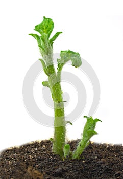 Small potato sprout