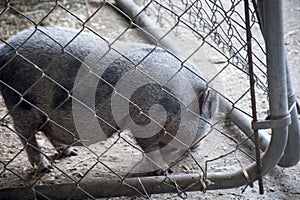 Small potbellied pig in pen