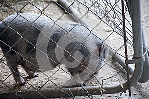 Small potbellied pig in pen photo