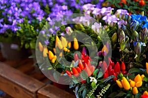 small pots of blooming colorful flowers on the shelf of a flower shop