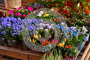 small pots of blooming colorful flowers on the shelf of a flower shop