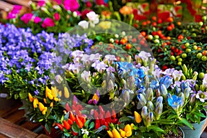 small pots of blooming colorful flowers on the shelf of a flower shop