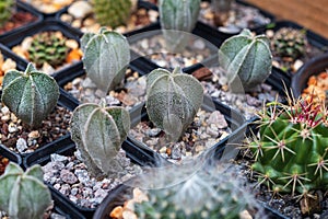 Small pots of different cacti ready for sale