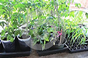 Small pots of tomatoes and corn seedlings in spring