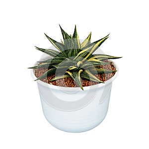 Small potted cactus succulent plant with variegated leaves of Fairy Washboard or File-leafed Haworthia Haworthiopsis limifolia `