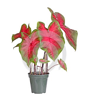 Small potted caladium plant ready for transplanting into a garden