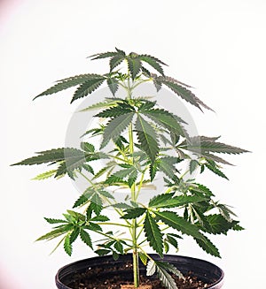 Small potted cannabis plant at 4 weeks over white backg