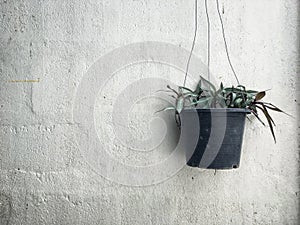 Small potted indoor plants in plastic pot